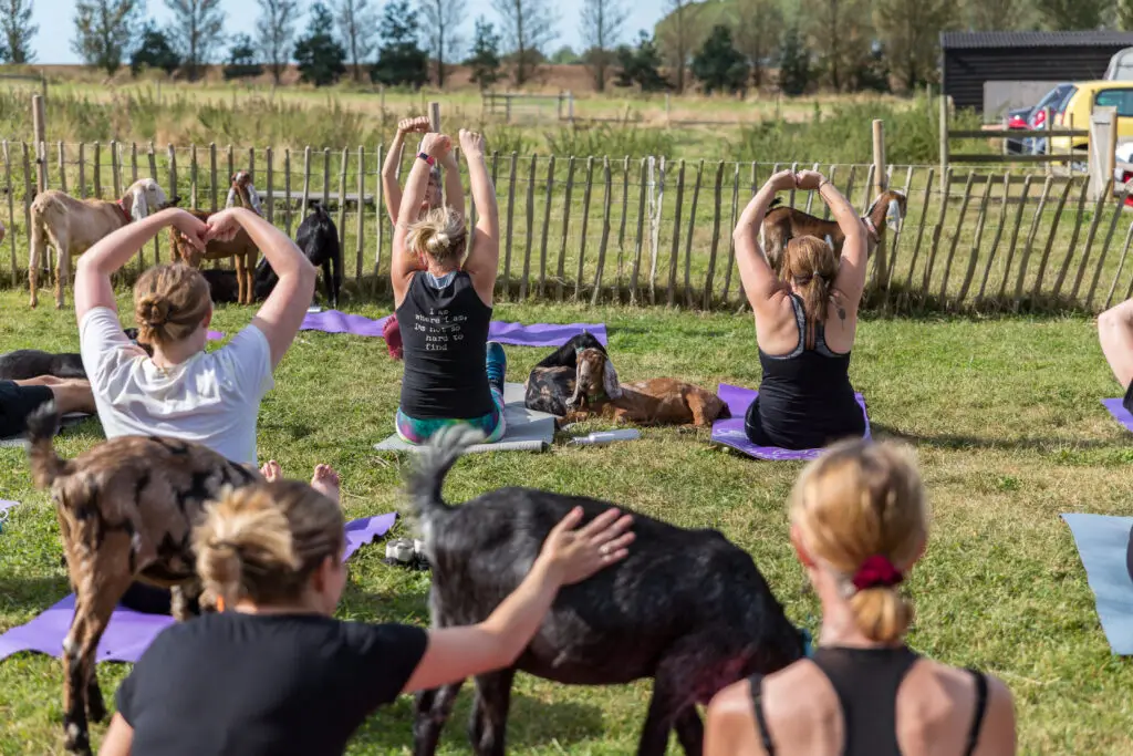 Suffolk, UK September 15 2019: A goat yoga session held in the paddock of a farm on a warm and sunny summers morning
